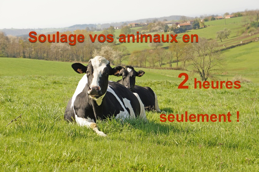 vaches-2-heures soulage rapidement