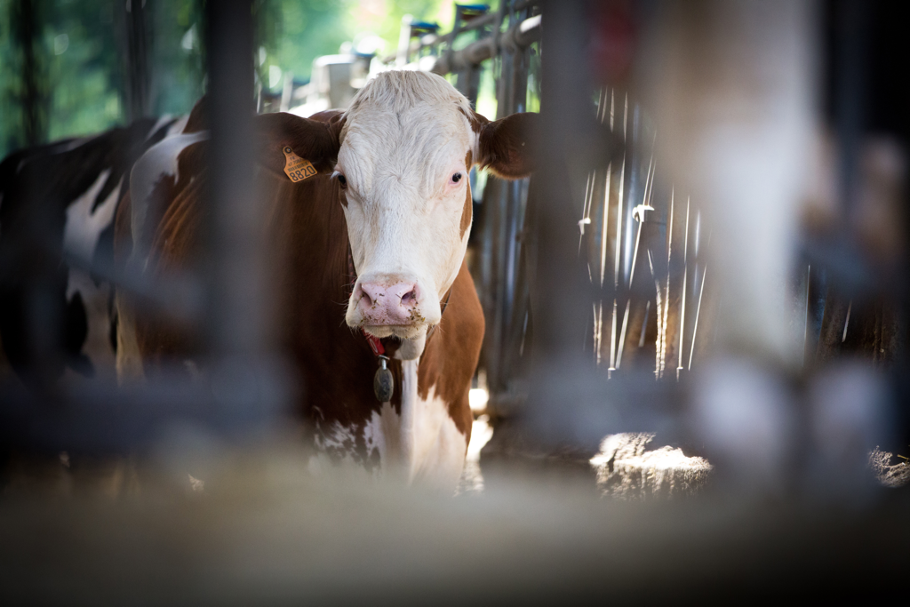 vache acceuil bovin soin